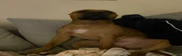 Mixed Breed dogs for sale: Rocky (mastiff x staff)  - Advert 9