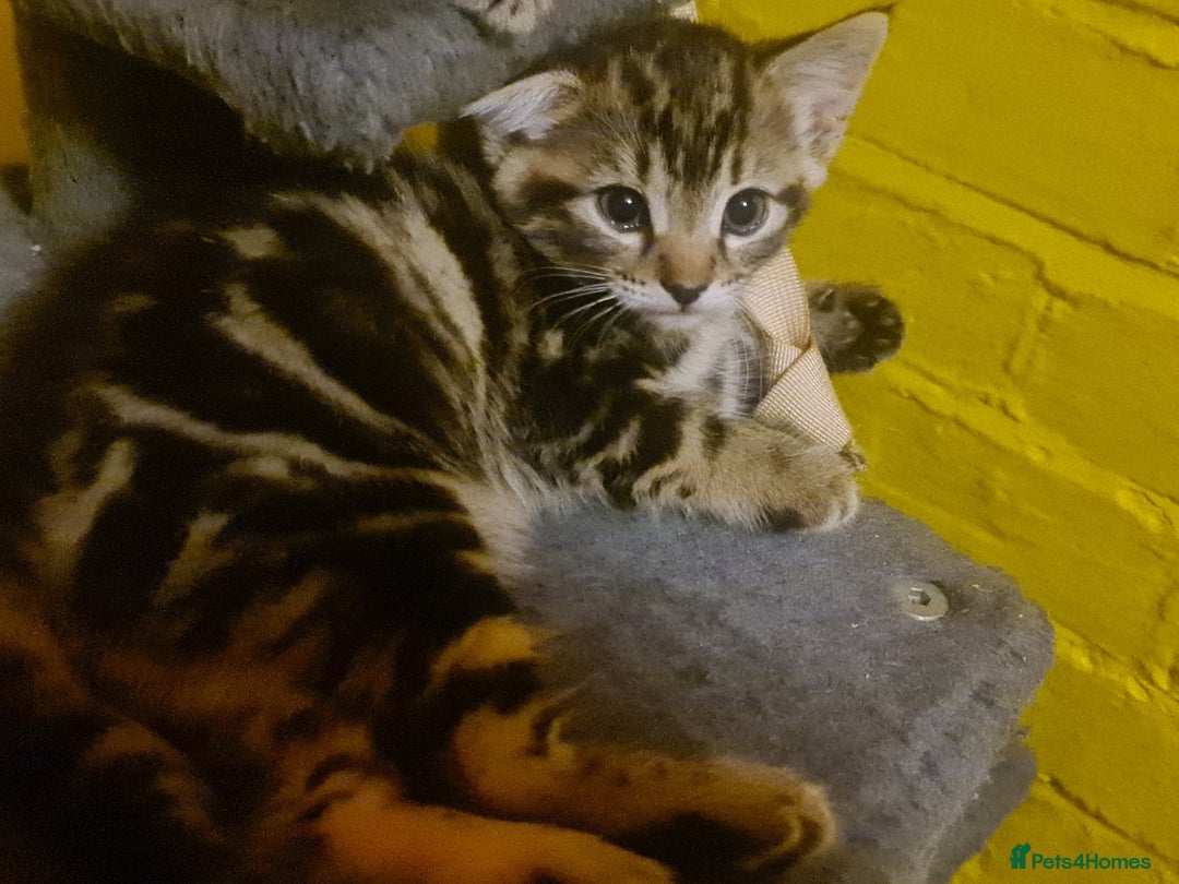 Mixed Breed cats for sale: tabby kittens - Image 5