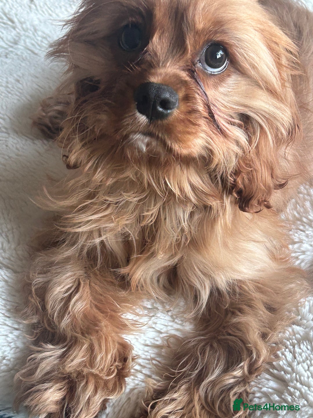 Cavapoo dogs for sale: Cavapoo boy 6 months okd - Advert 1