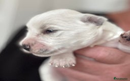 Miniature Schnauzer dogs for sale: Top Quality, health tested Mini Schnauzer pups - Image 12