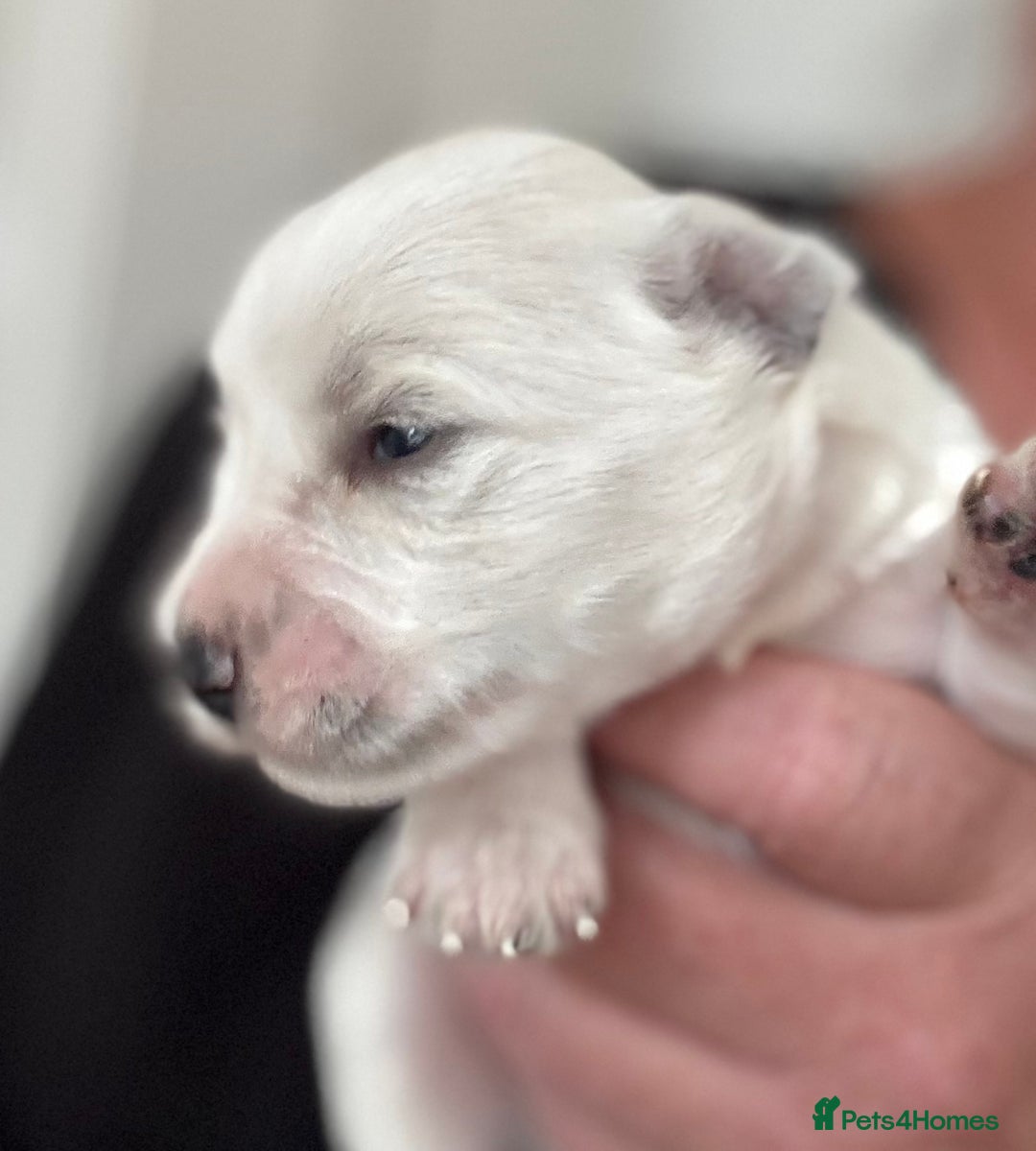 Miniature Schnauzer dogs for sale: Top Quality, health tested Mini Schnauzer pups - Image 12
