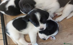 Mixed Breed dogs for sale: Border Beagle Puppies  - Image 14