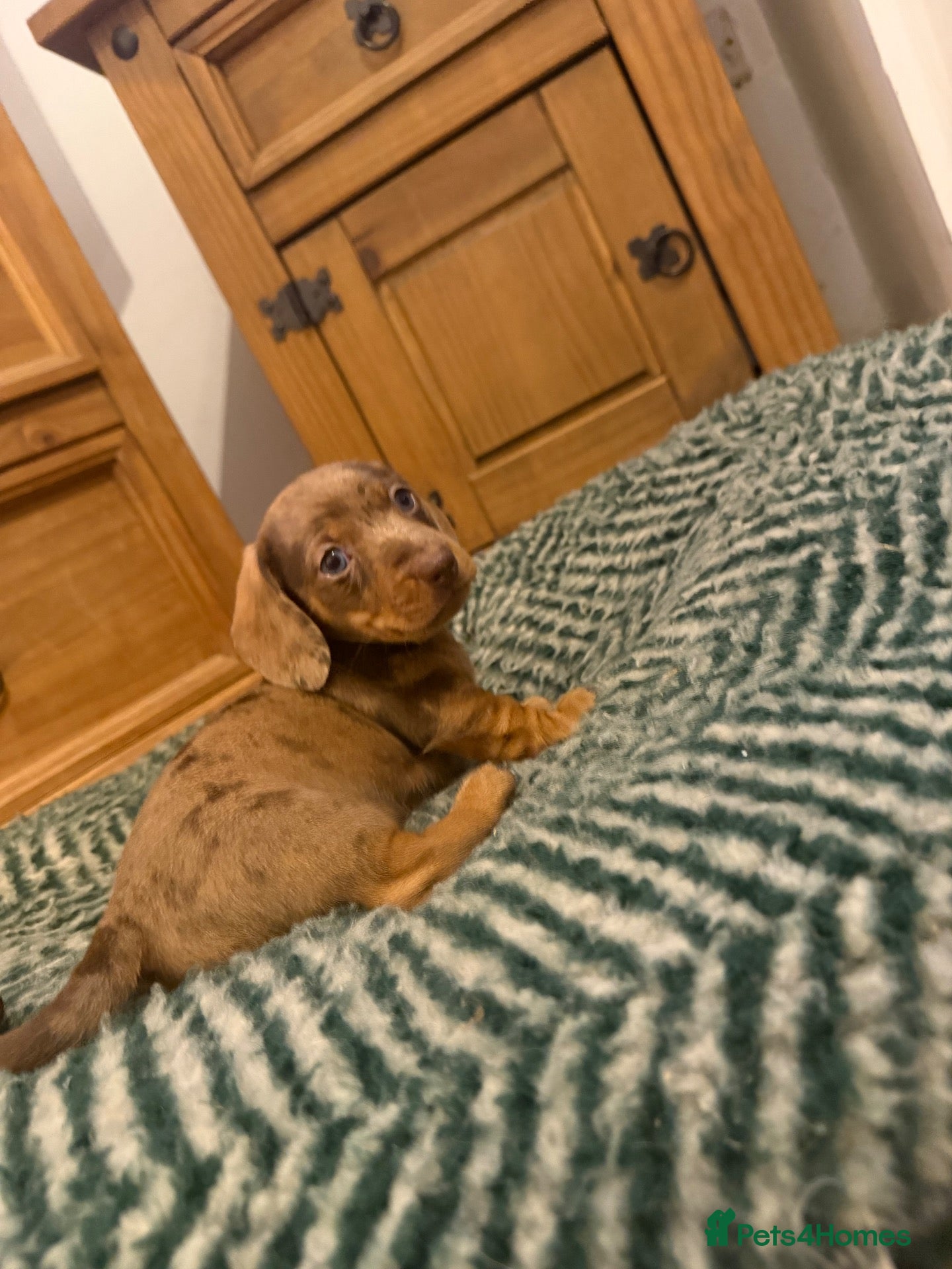 Dachshund dogs One dapple chocolate dachshund boy available  - Advert 18