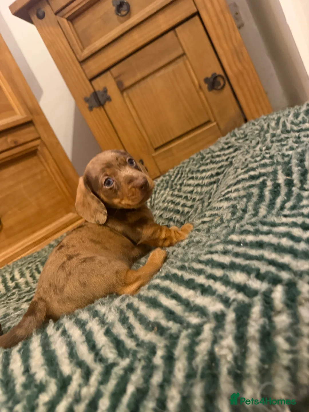 Dachshund dogs for sale: One dapple chocolate dachshund boy available  - Advert 1