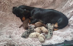 Miniature Dachshund dogs for sale: Mini Dachshund Pups- KC DOB 17/8/25 - Image 8