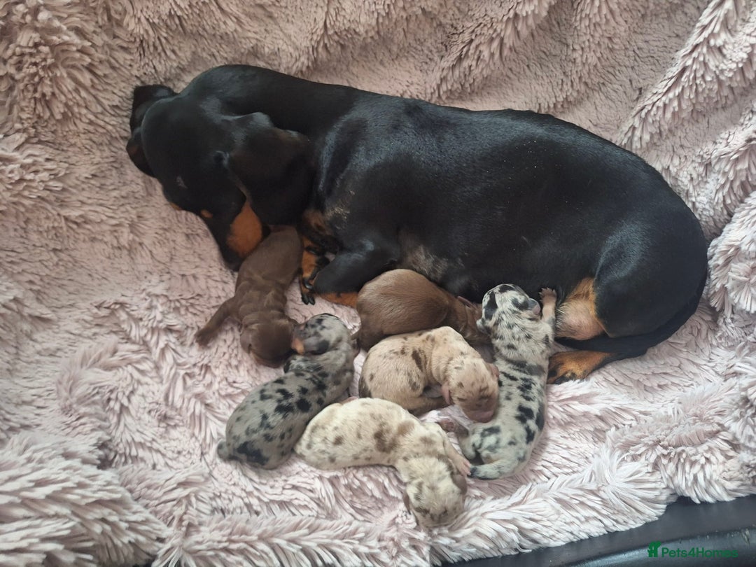 Miniature Dachshund dogs for sale: Mini Dachshund Pups- KC DOB 17/8/25 - Image 8