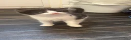 Mixed Breed cats for sale: 2 STUNNING FEMALE TUXEDO KITTENS - Advert 4