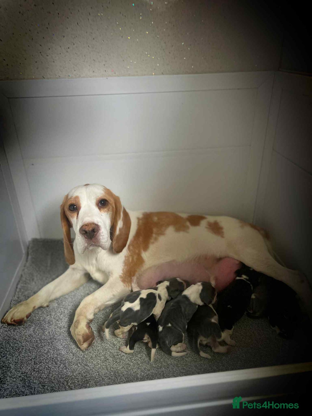 Beagle dogs for sale: KC Reg Beagle pups - Advert 4