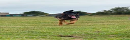German Shepherd dogs for sale: German Shepherd 1 Year Old - Advert 3