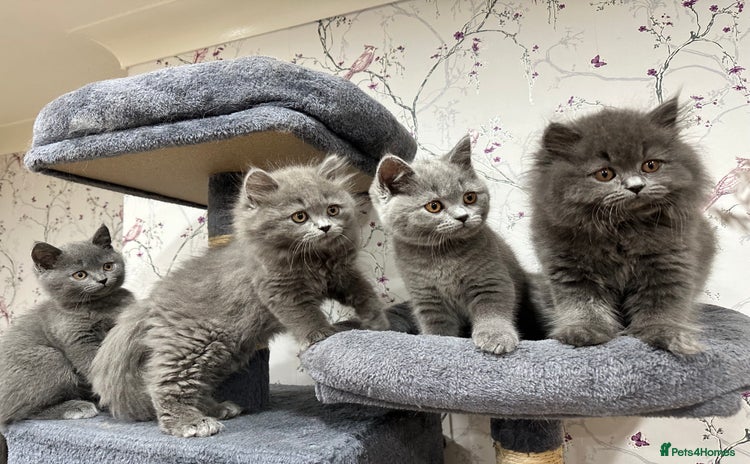 British Shorthair cats - Advert 15