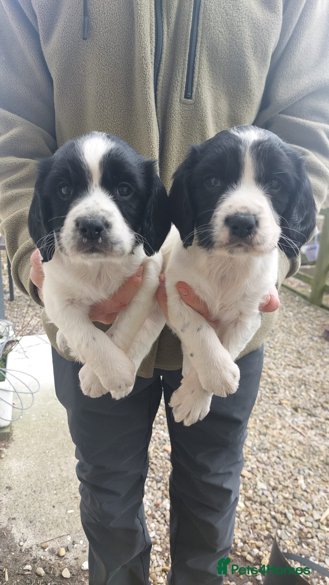Sprocker dogs Sprocker Girls ready 1 week - Advert 1