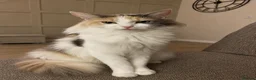 Ragdoll cats for sale: Ragdoll x Russian Blue kittens due Oct - Advert 1
