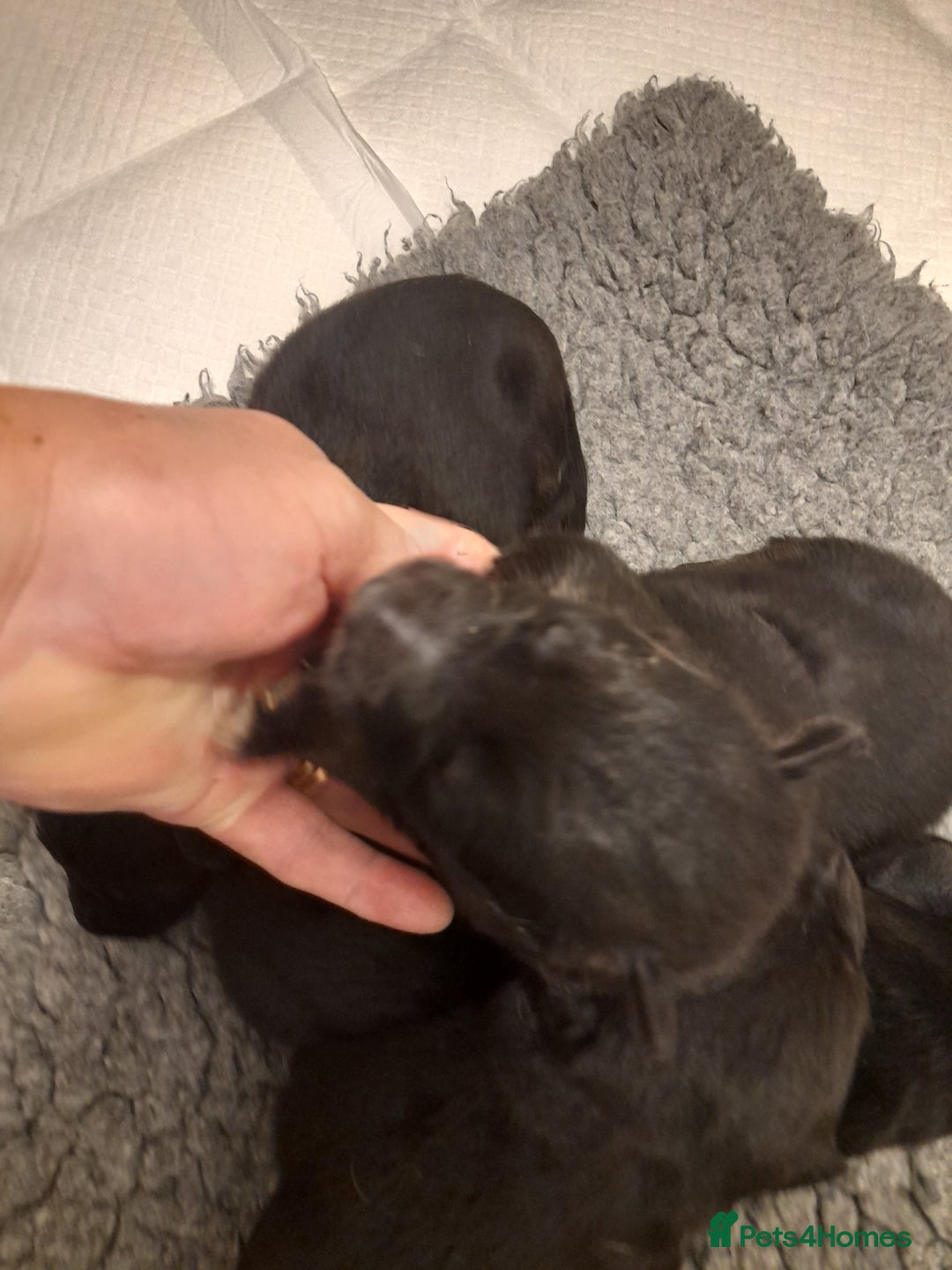 German Shepherd dogs for sale: Stunning German shepherd puppies - Advert 2