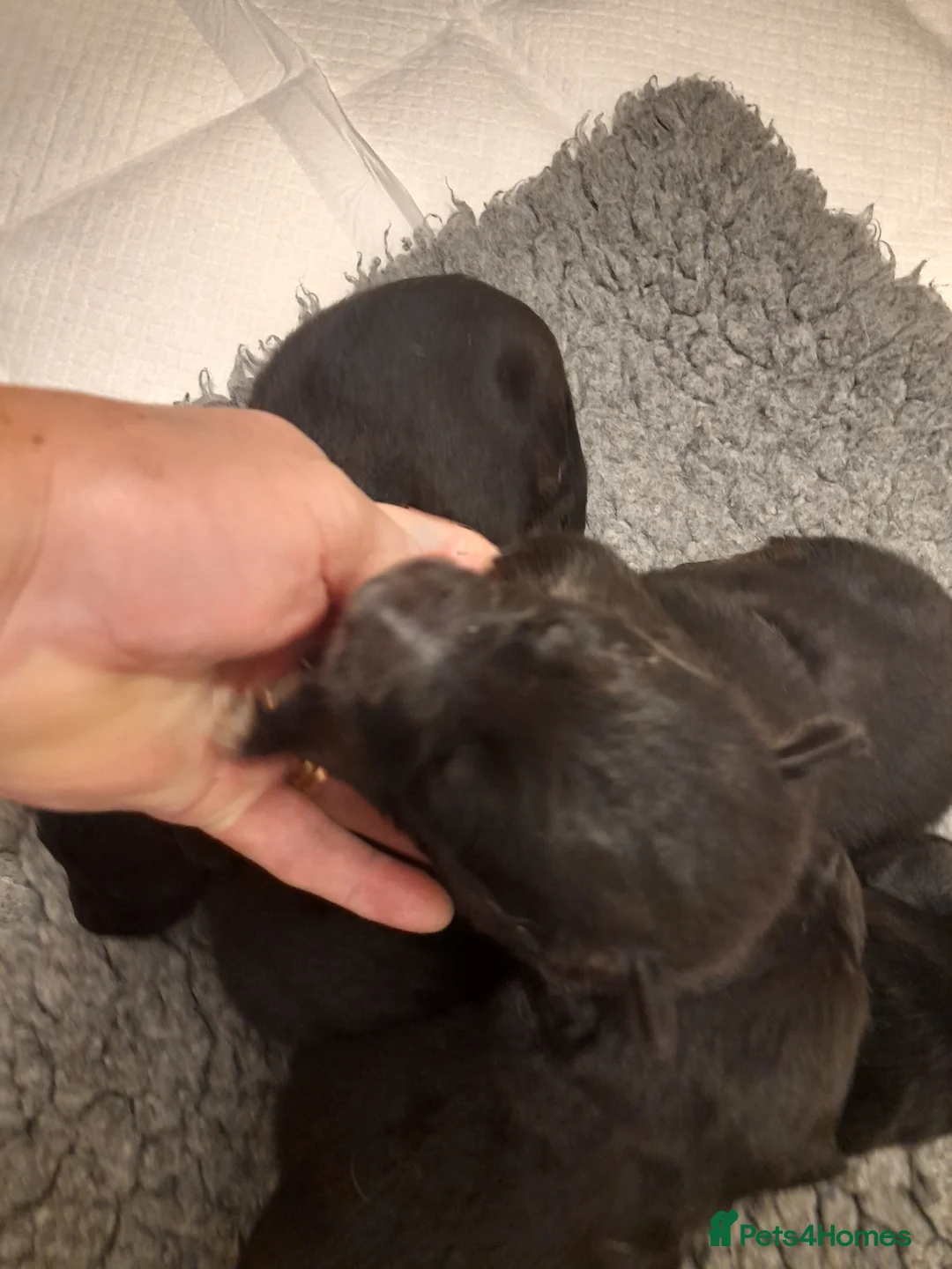 German Shepherd dogs for sale: Stunning German shepherd puppies - Advert 22