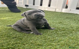 Staffordshire Bull Terrier dogs for sale: Blue Female Staffordshire Bull Terrier - Image 1