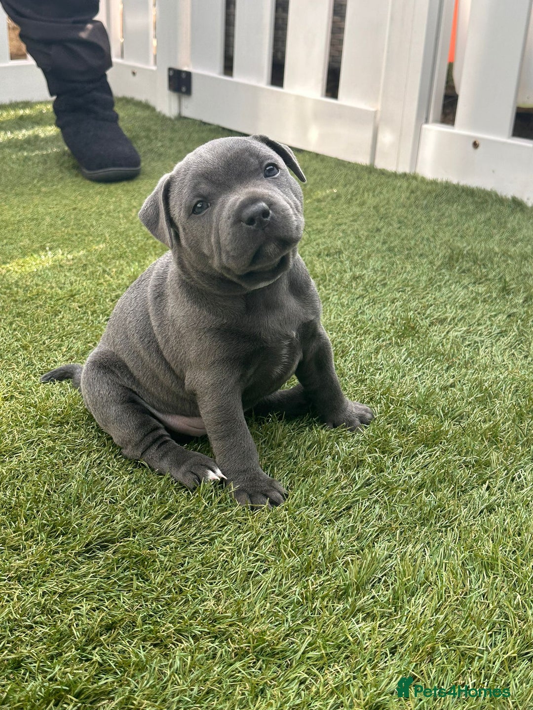 Staffordshire Bull Terrier dogs for sale: Blue Female Staffordshire Bull Terrier - Image 1
