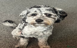 Cockapoo dogs for stud: Blue Merle Cockapoo ( Ralph )  - Image 2