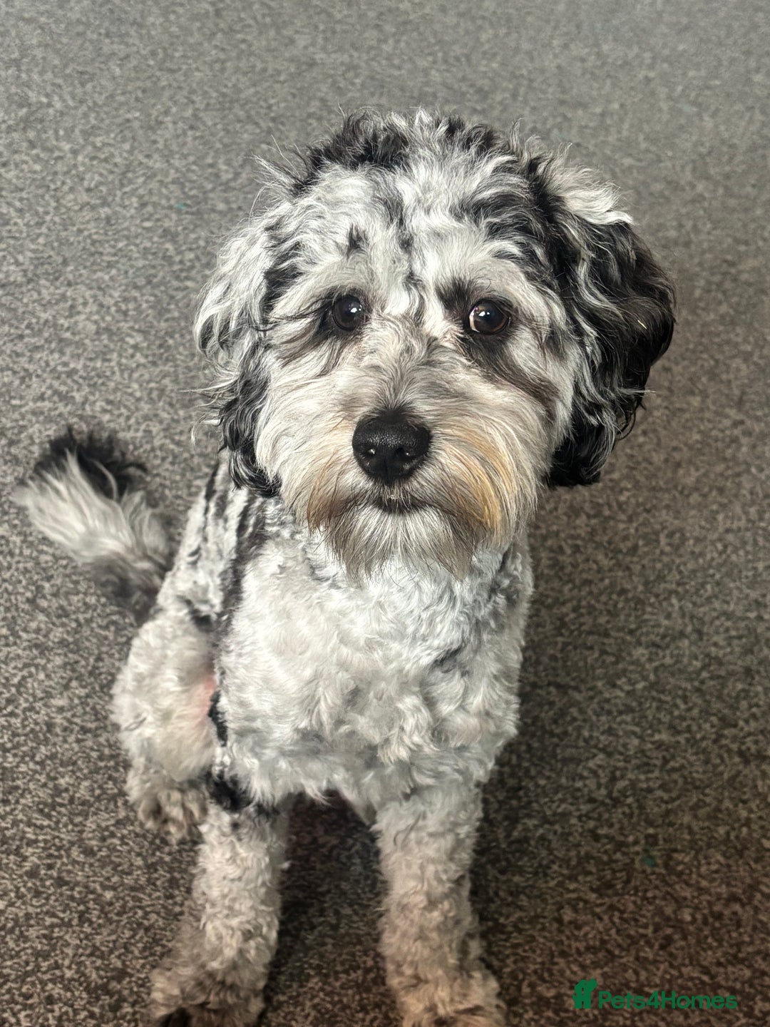 Cockapoo dogs for stud: Blue Merle Cockapoo ( Ralph )  - Image 2