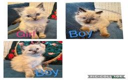 Ragdoll cats for sale: Gorgeous Ragdoll kittens  - Image 2