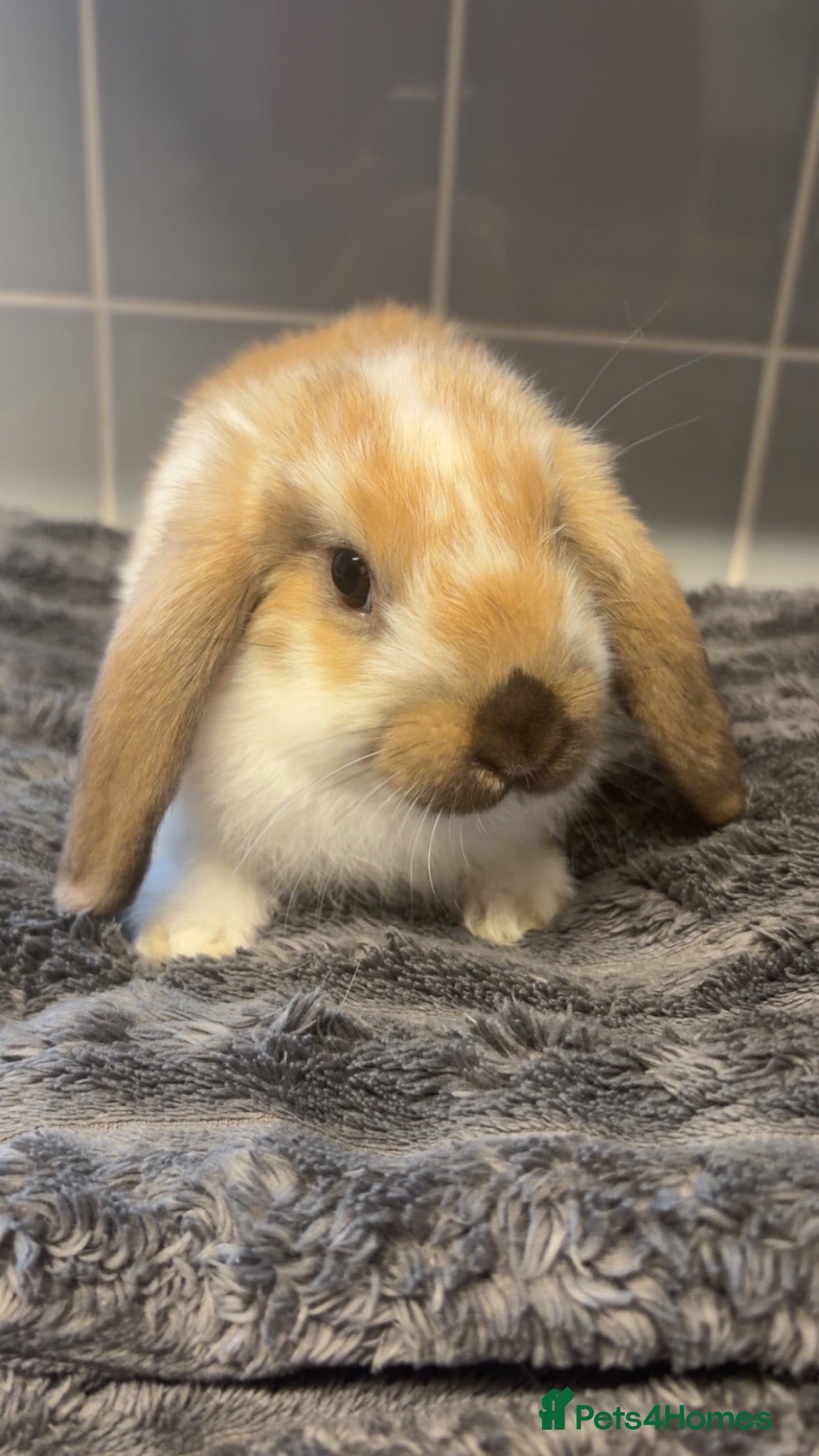 Mini Lop rabbits Baby bunnies  - Advert 3