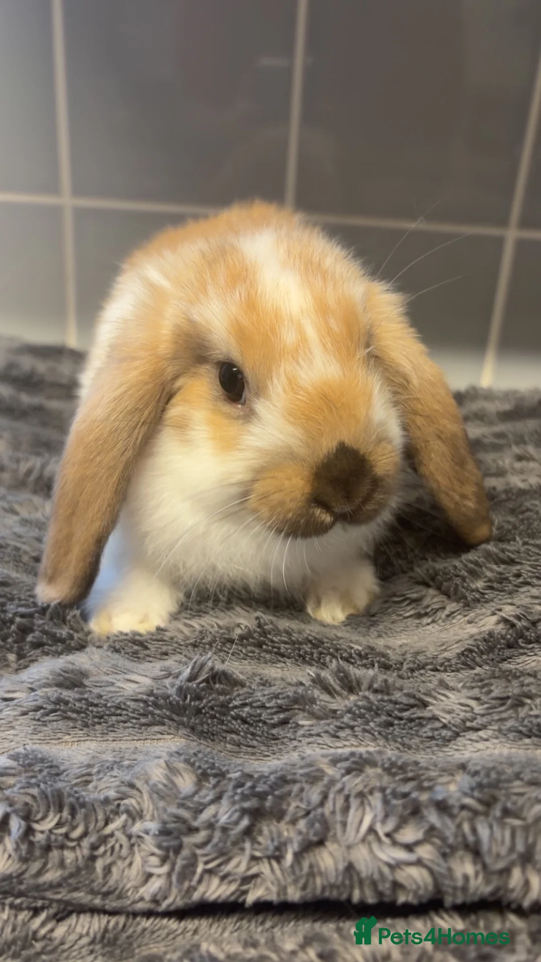 Mini Lop rabbits for sale: Baby bunnies  in Biggleswade - Advert 1