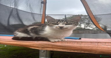 Mixed Breed cats - Advert 10