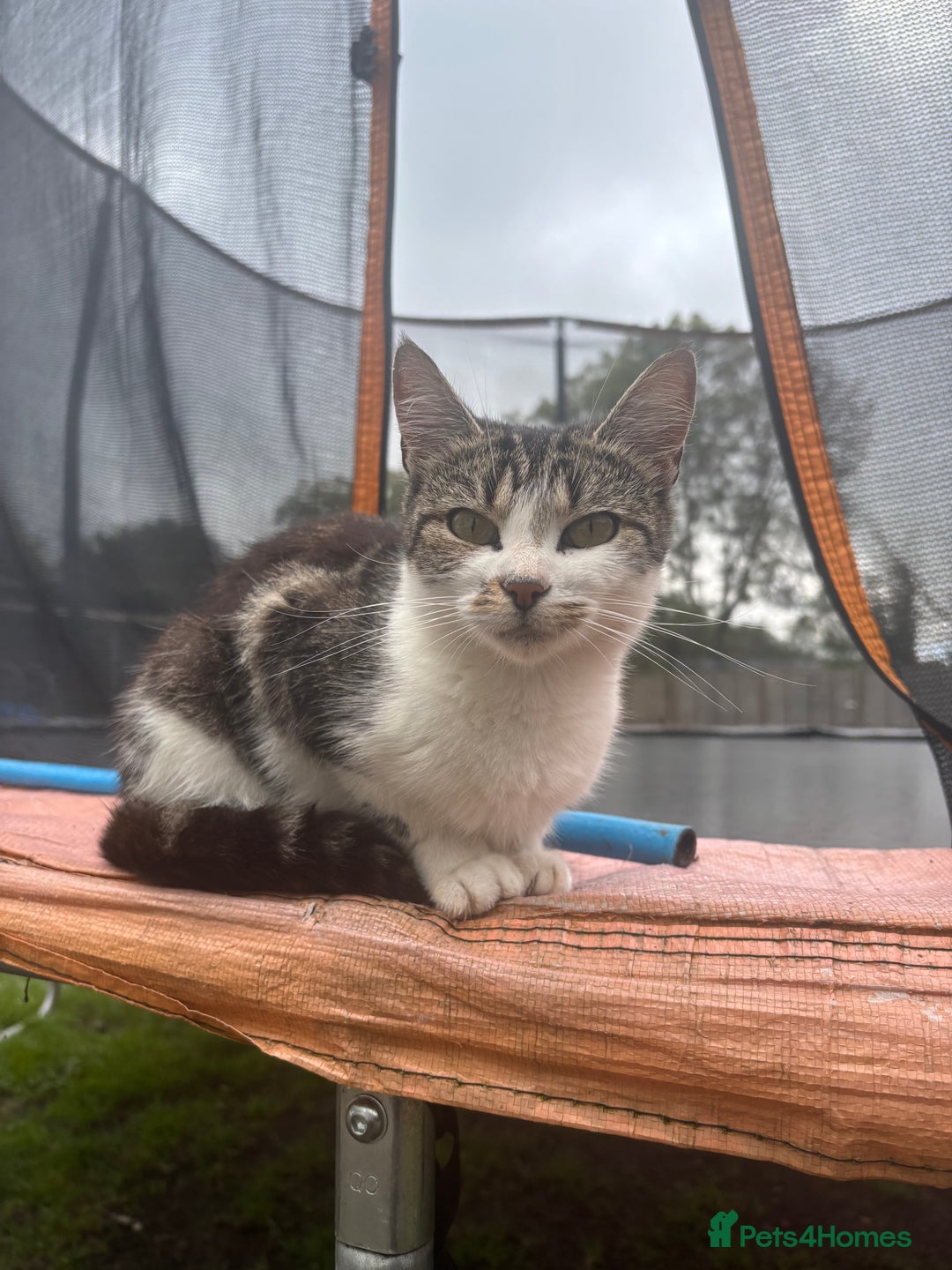 Mixed Breed cats for sale: Rehome 1 year old female cat  - Image 3
