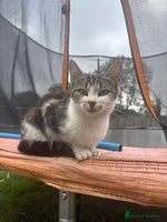 Mixed Breed cats - Advert 2