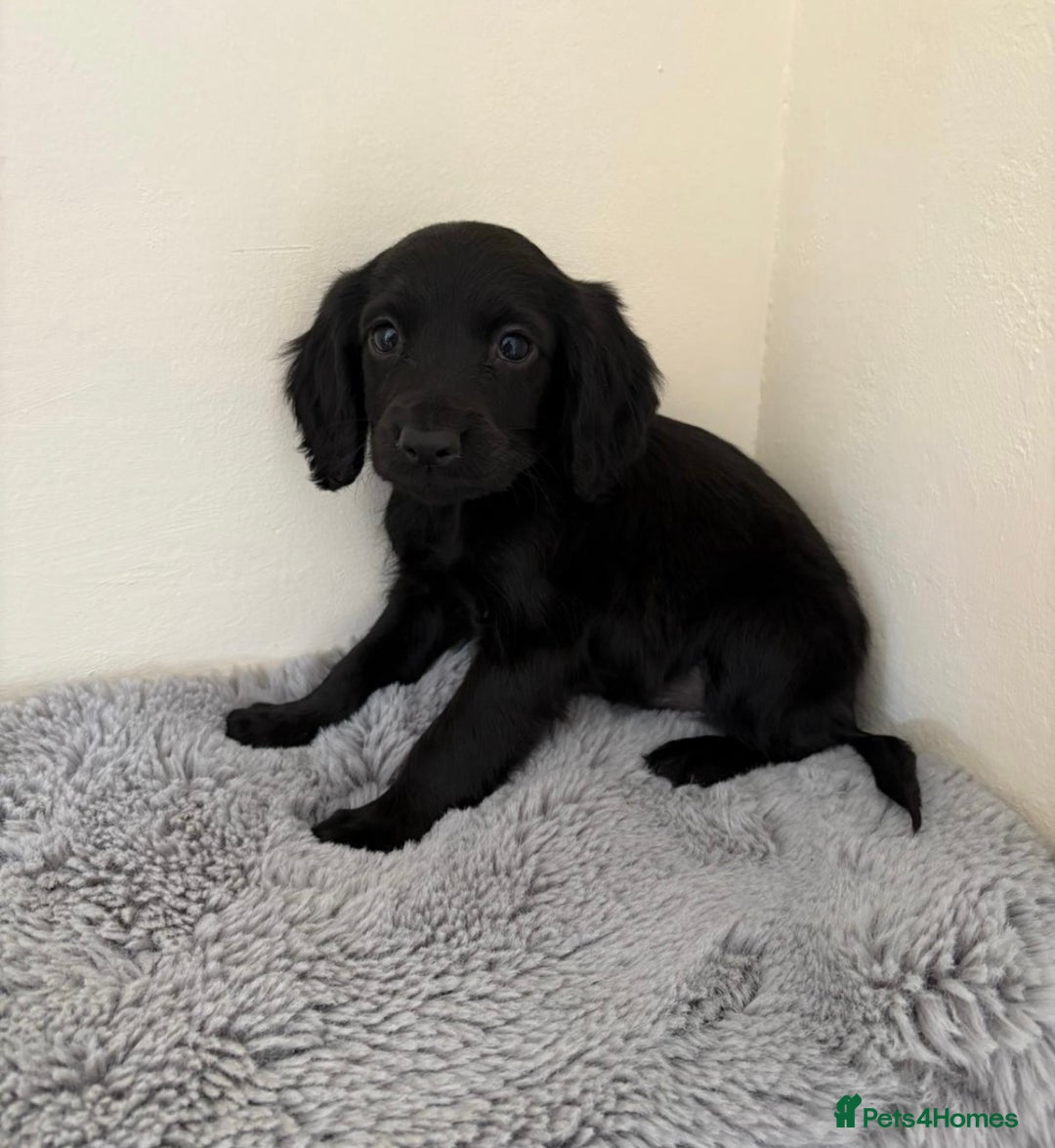 Cocker Spaniel dogs for sale: Beautiful cocker spaniels now ready - Image 6