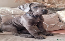 Cane Corso dogs for sale: Stunning cane corso puppies £800  - Image 2
