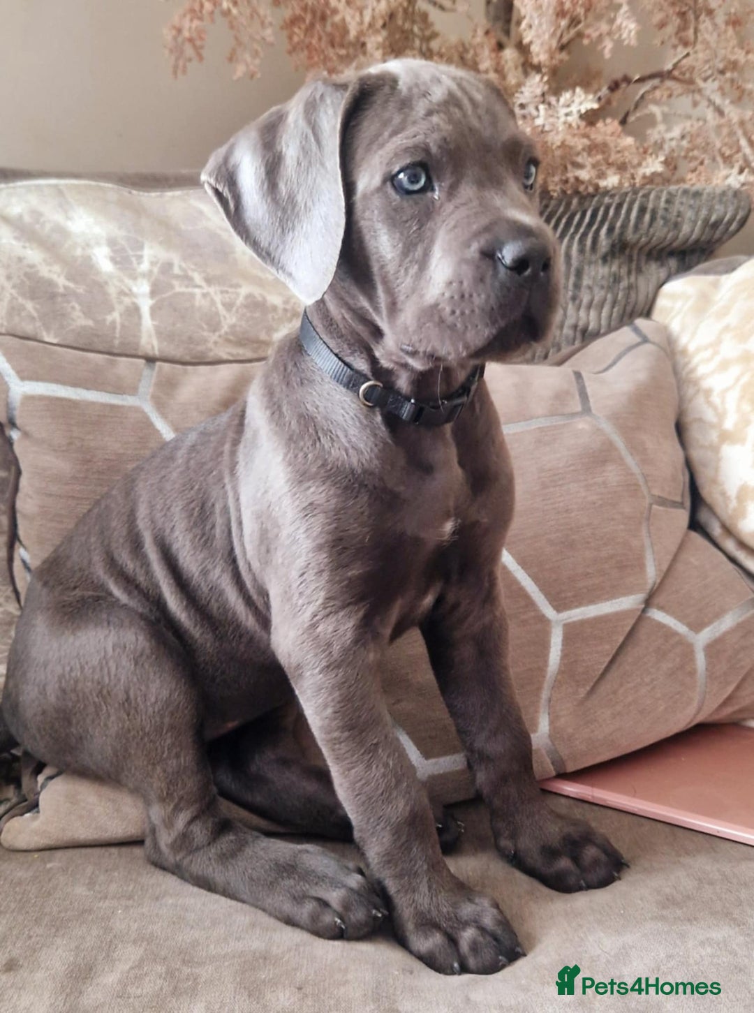 Cane Corso dogs for sale: Stunning cane corso puppies £800  - Image 2