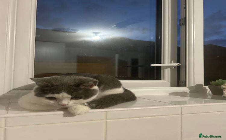 British Shorthair cats - Advert 8