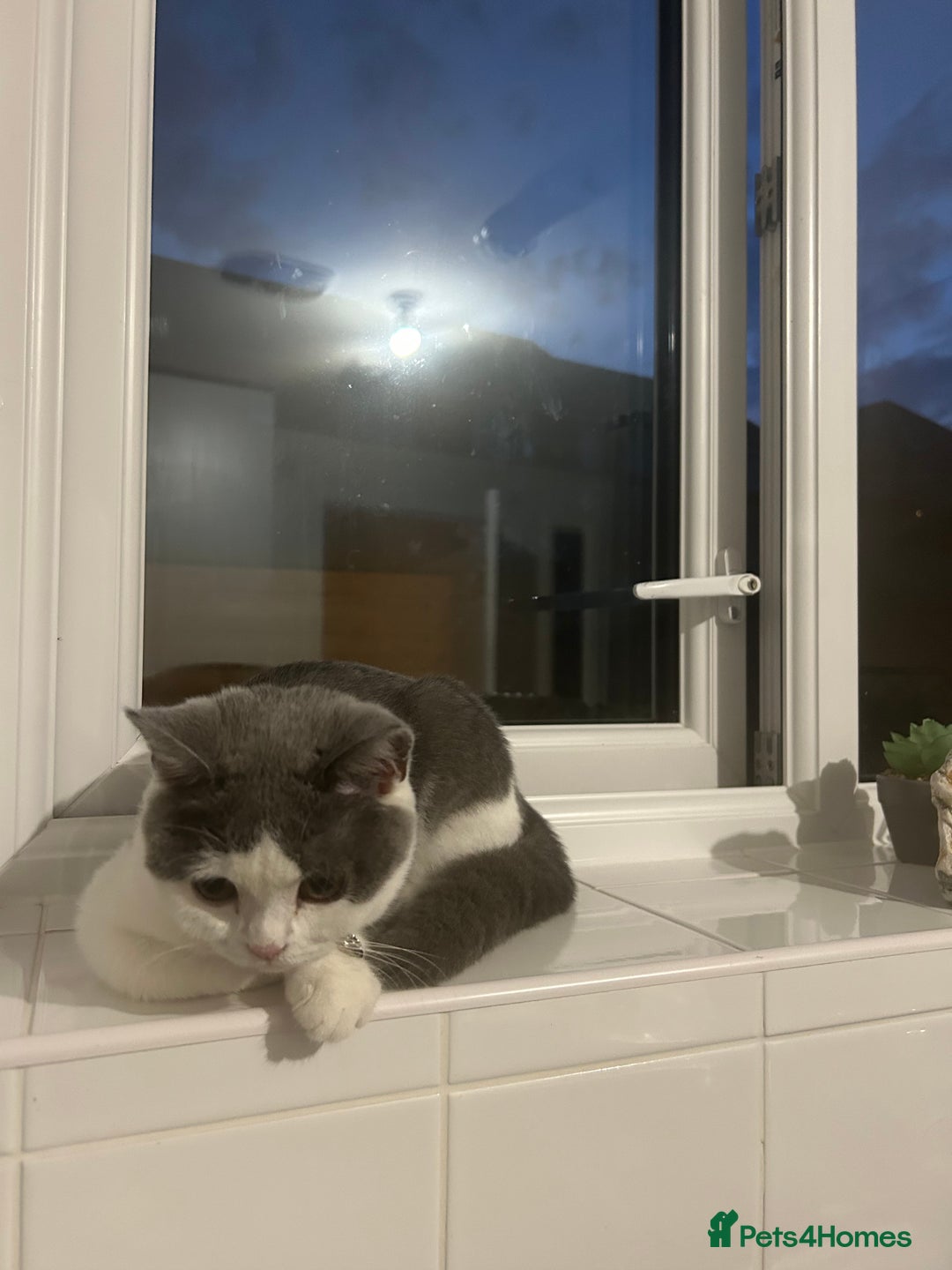 British Shorthair cats for sale: 5 month old BSH Sale - Image 1