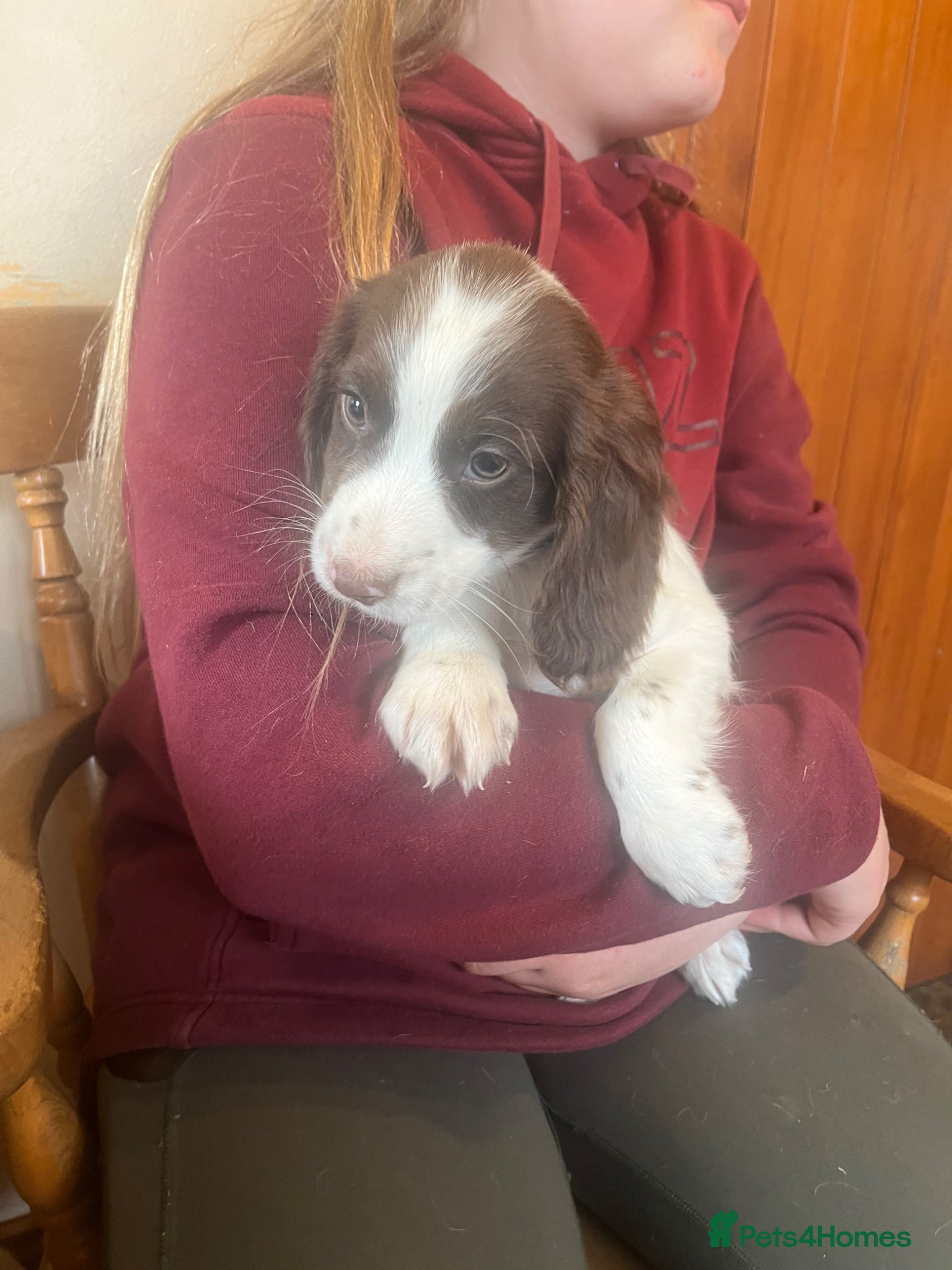 Cocker Spaniel dogs Beautiful cockers ready now  - Advert 8