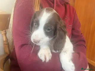 Cocker Spaniel dogs Beautiful cockers ready now - Advert 8