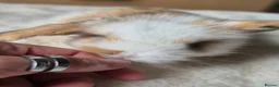 Mixed Breed rabbits for sale: Gorgeous bunnies for sale - Advert 21