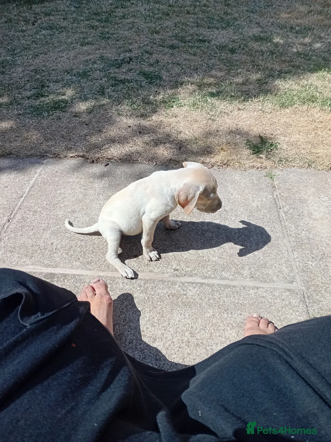 Mixed Breed dogs for sale: Mrs anita garty in Louth - Advert 1