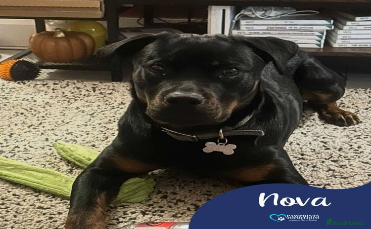 Mixed Breed dogs Meet Nova, currently residing in Liverpool  - Advert 3