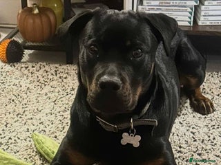 Mixed Breed dogs Meet Nova, currently residing in Liverpool - Advert 3