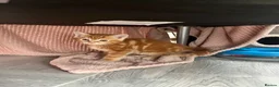 Mixed Breed cats for sale: Mixed kittens - Advert 5