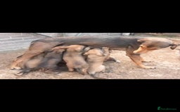 Lurcher dogs for sale: Lurcher puppies for sale.  - Image 1