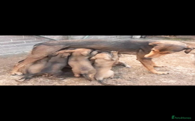 Lurcher dogs - Advert 1
