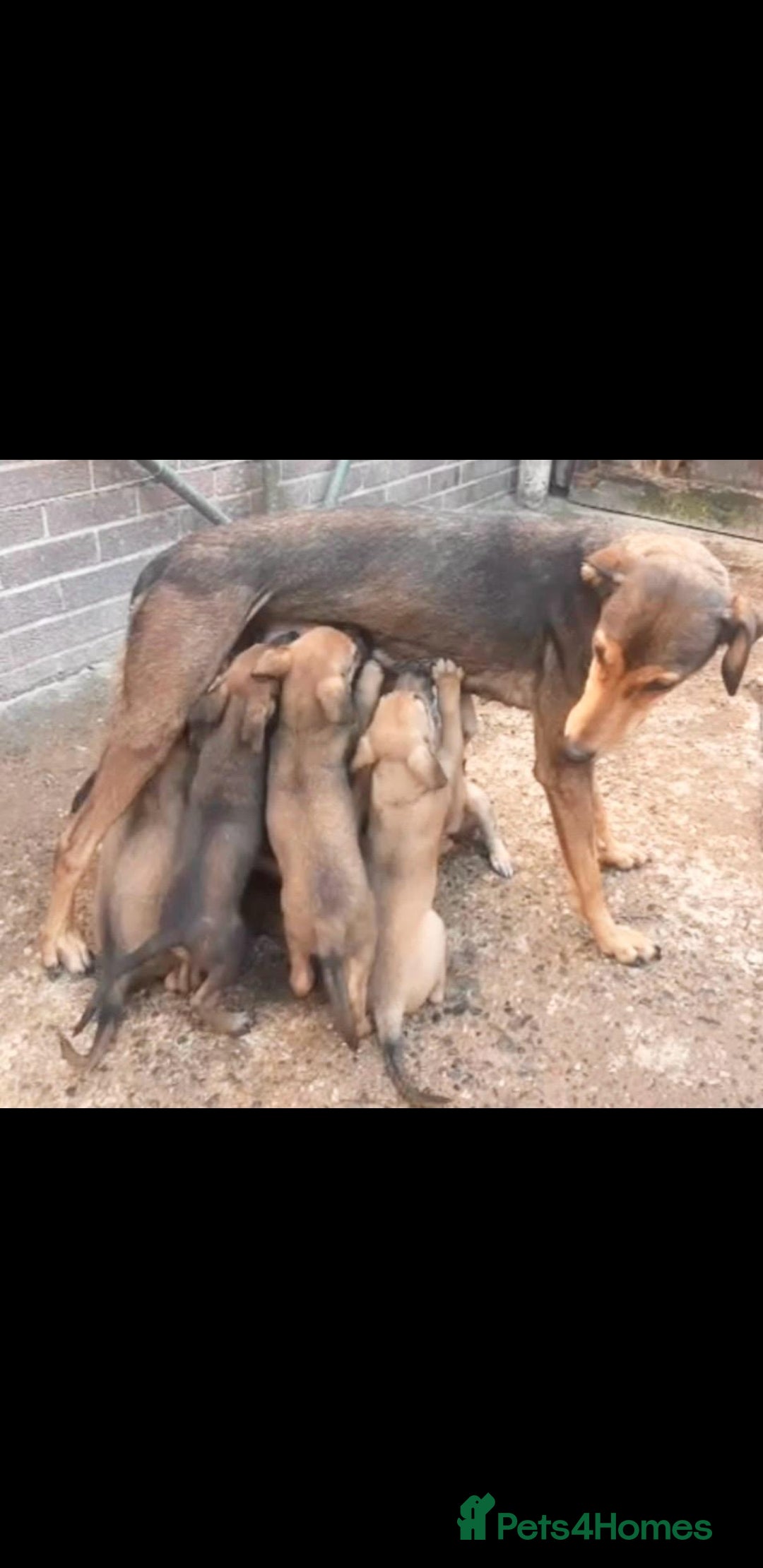 Lurcher dogs for sale: Lurcher puppies for sale.  - Image 1