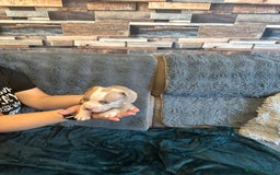 American Bully dogs for sale: 🐾 ABKC Registered Micro/Pocket Bully Puppies! 🐾 - Image 27