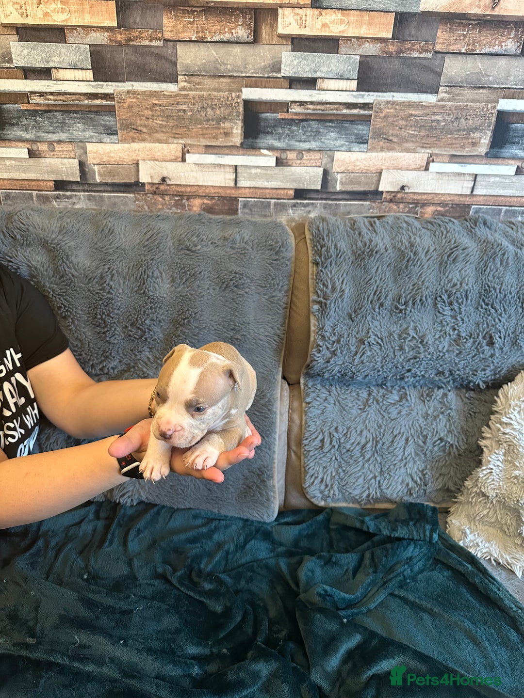 American Bully dogs for sale: 🐾 ABKC Registered Micro/Pocket Bully Puppies! 🐾 - Image 27