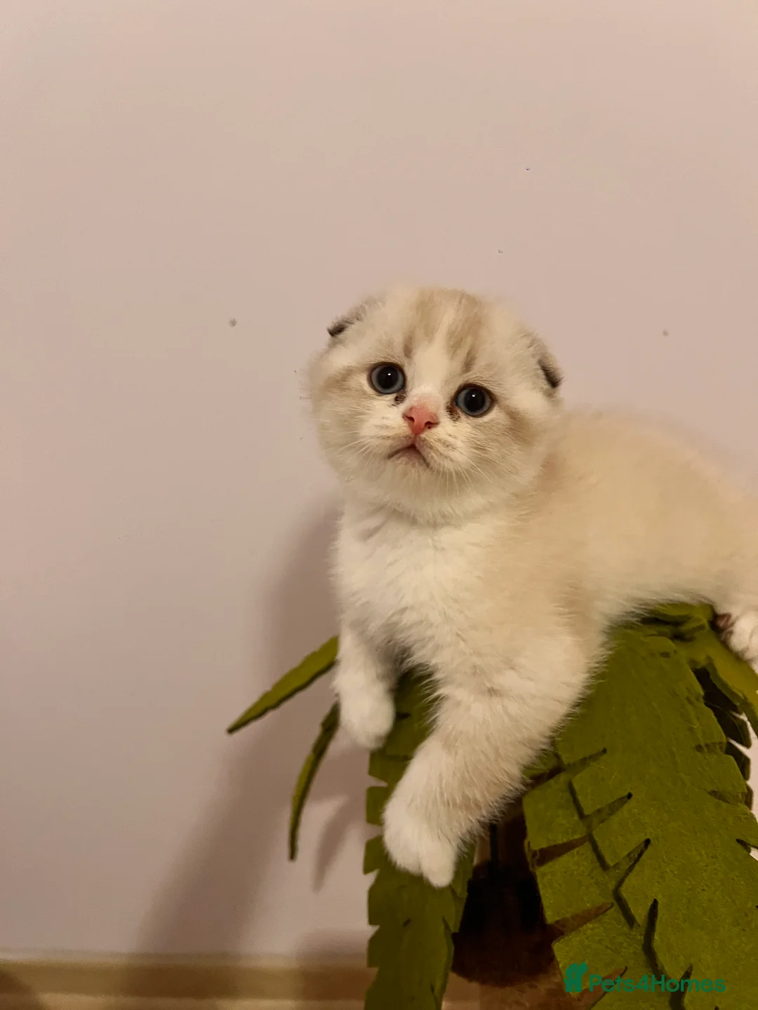 Scottish Fold cats for sale: Pedigree Scottish fold - Advert 14
