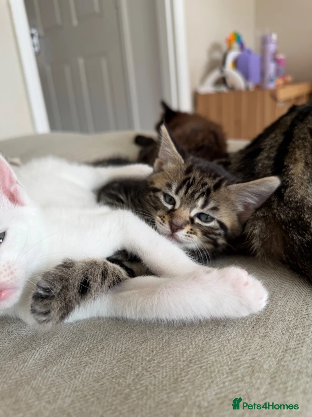 Domestic Shorthair cats for sale: Male Kittens Ready In TWO WEEKS - Advert 18