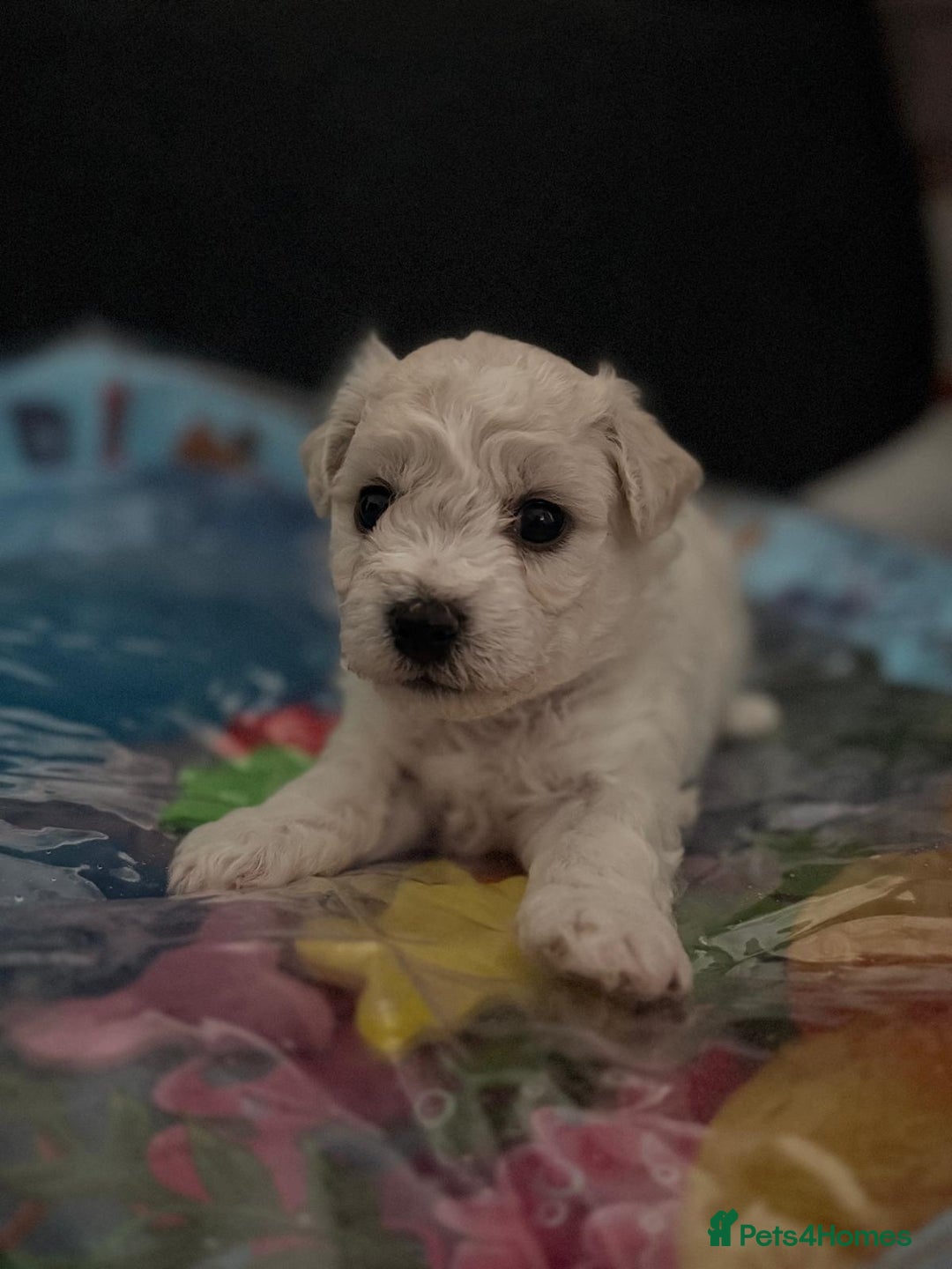 Bichon Frise dogs for sale: Bichon Frisee puppies looking for a loving home - Advert 2