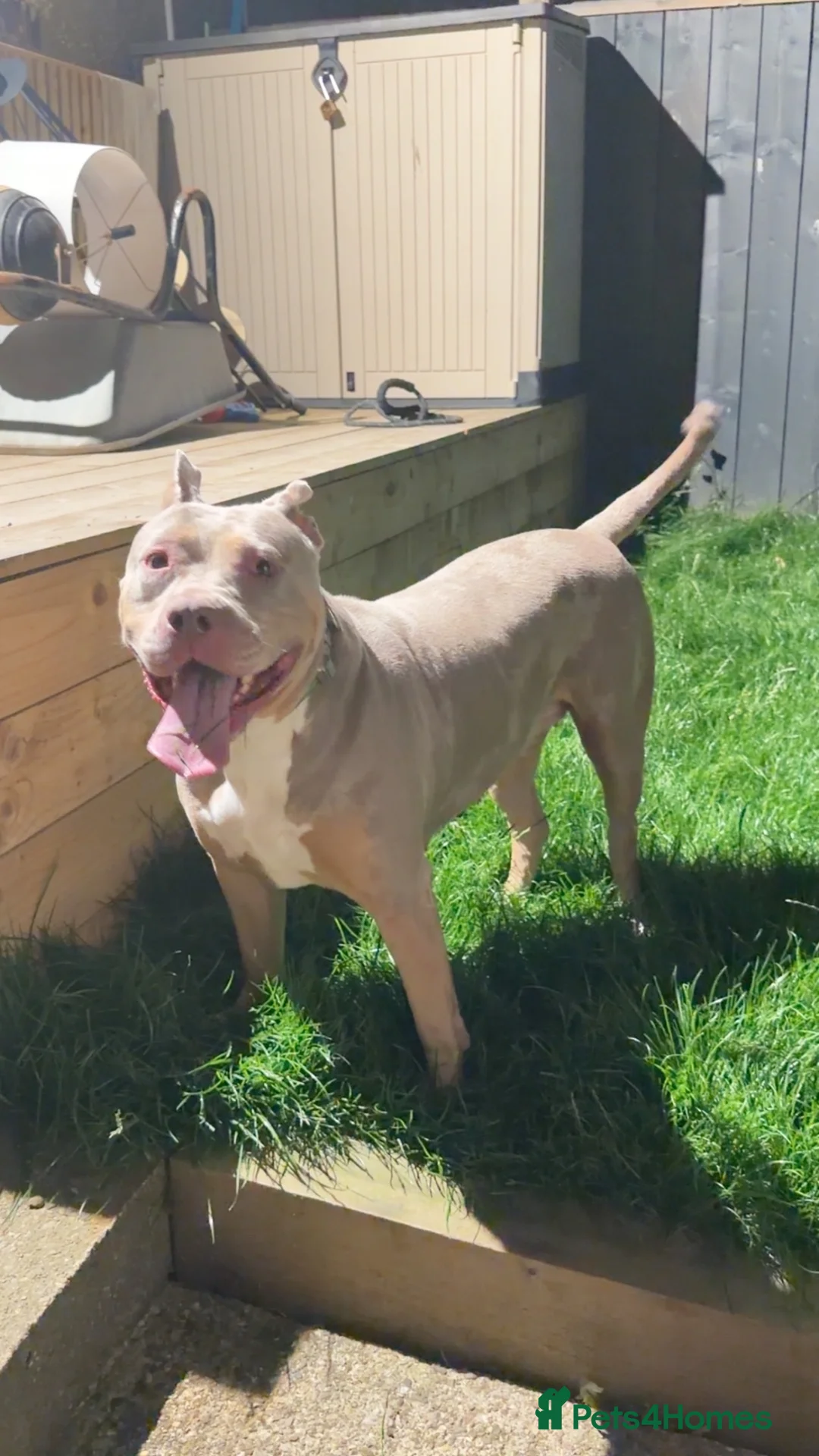 American Bulldog dogs for sale: 2year old American Bulldog in Hartlepool - Advert 2