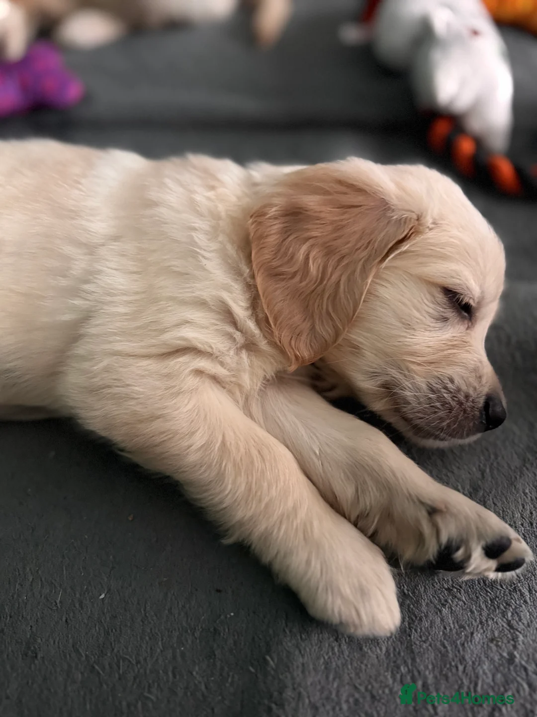 Golden Retriever dogs for sale: Champion line-KC Reg. Golden Retriever Puppies💖💙 - Advert 31